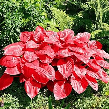 Hosta Jardin Perennials Lily Seeds for Planting