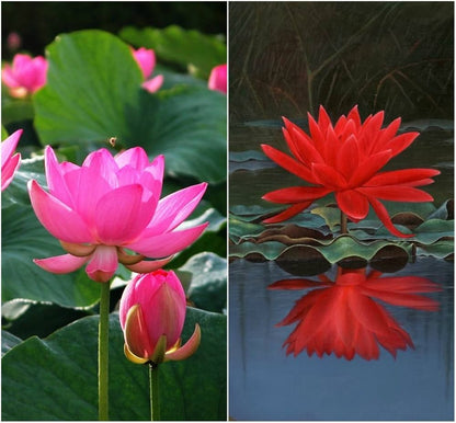 Red Lotus Seeds – Aquatic Water Garden Flower Plant