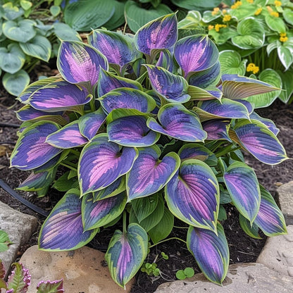 Mixed Hosta Jordan Seeds – Perennial Shade Garden Plant for Landscaping & Ground Cover