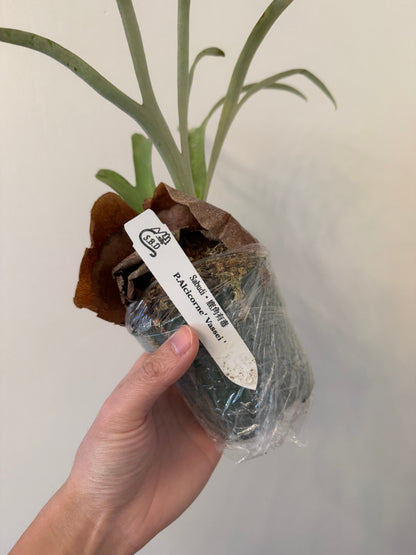 Platycerium alcicorne ‘Vassei’