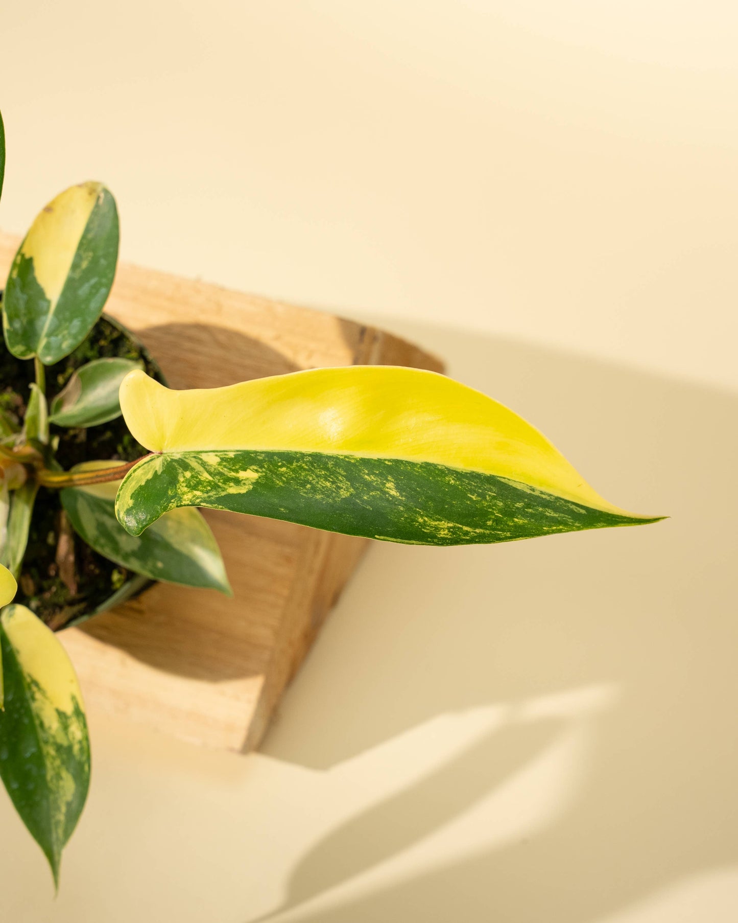 Philodendron Florida Beauty 'Sunrise' - 4" –