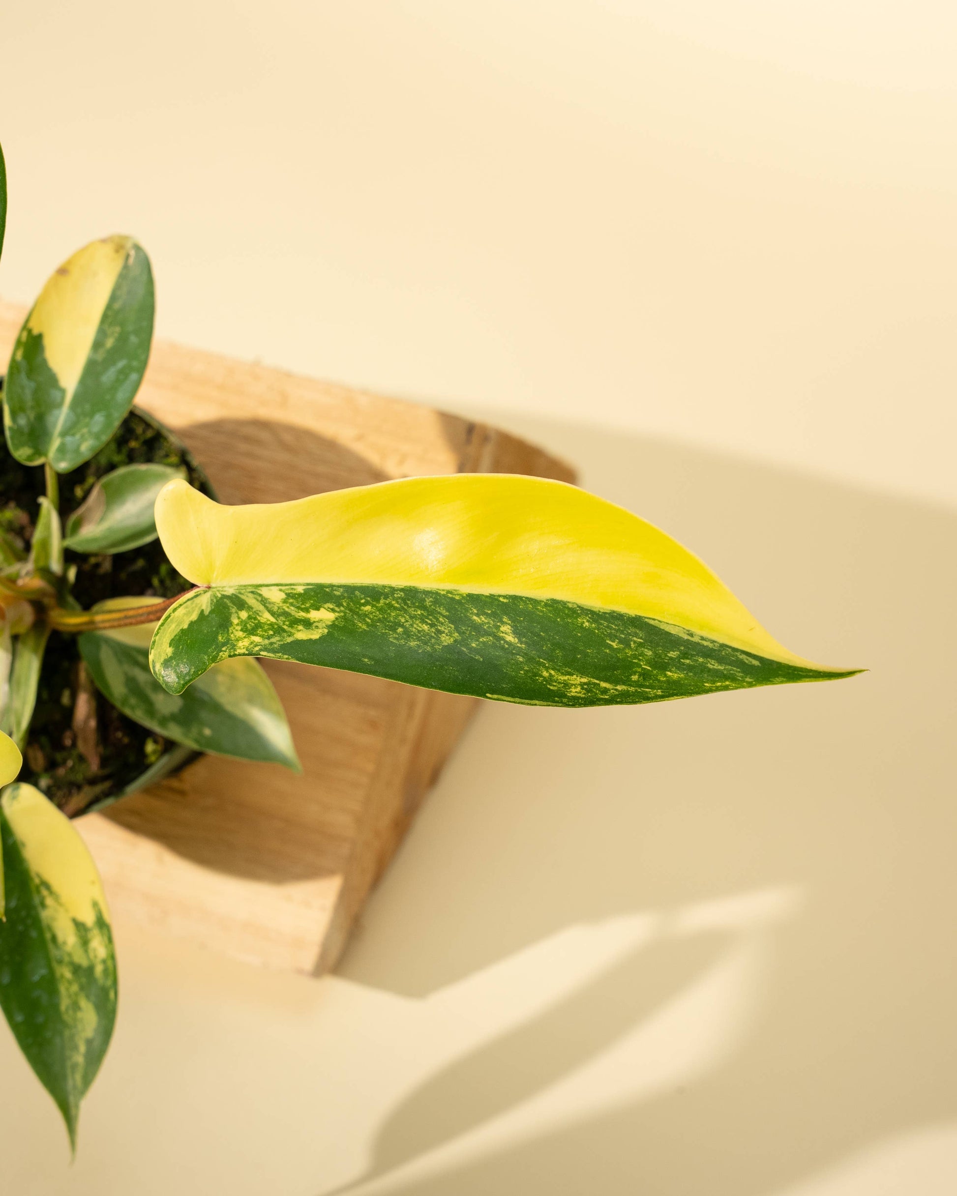 Philodendron Florida Beauty 'Sunrise' - 4" –