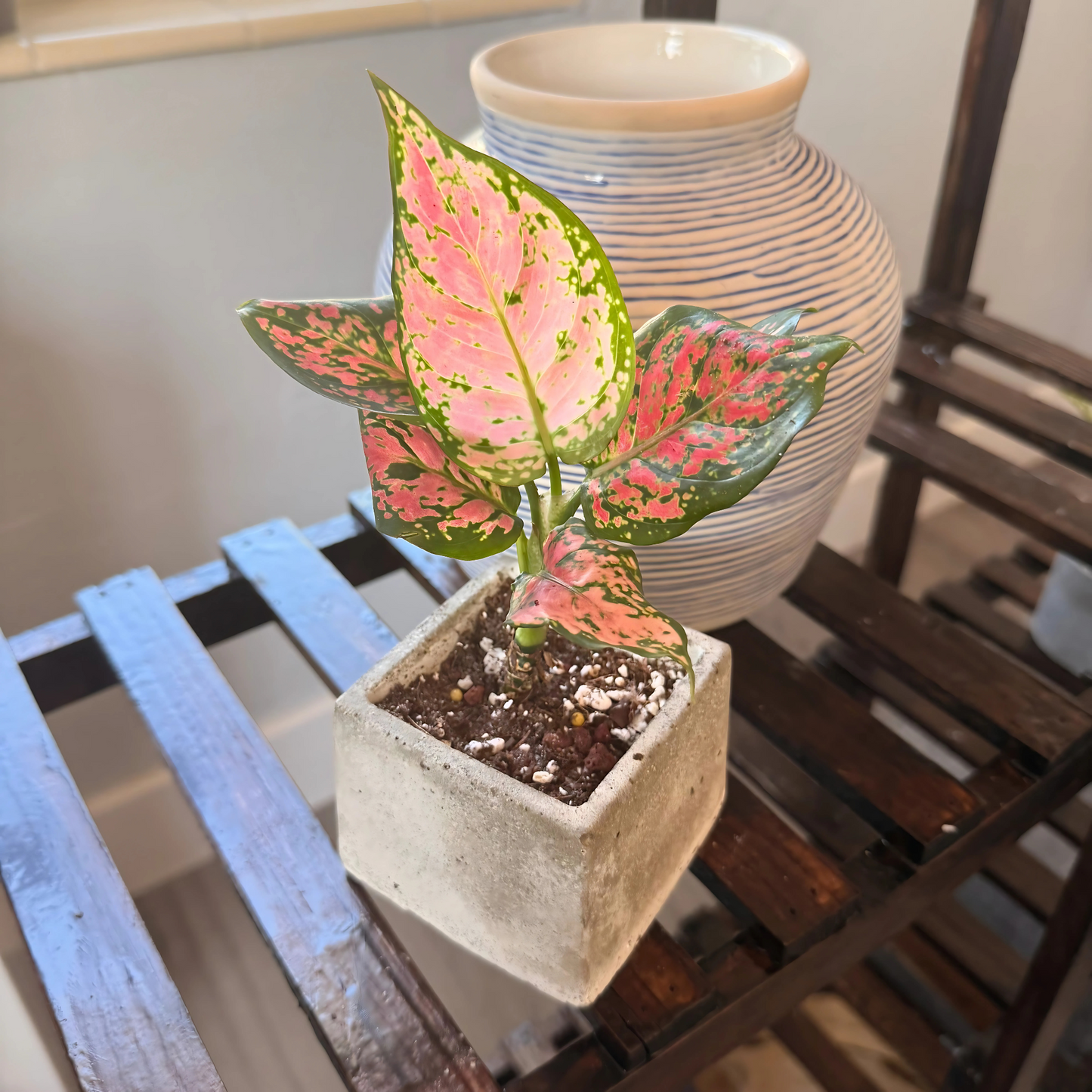 Aglaonema ‘Pink Dalmatian’ – Easy-Care Color in Your Choice of Pot – Potted Houseplant