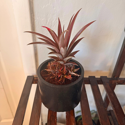 Cryptanthus Earth Star – Bronze-Red Foliage in Charlie Pot Original 6" Black