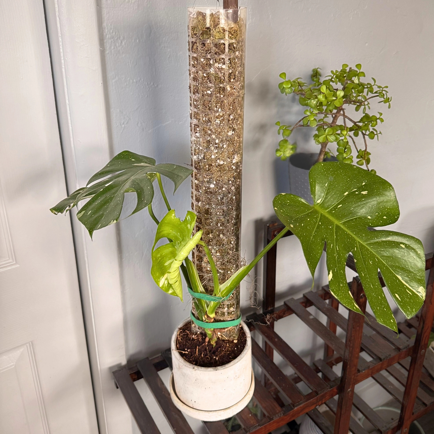 Monstera Thai Constellation – Rare Variegated Statement Plant in Charlie Pot with Grow Pole – Potted Houseplant