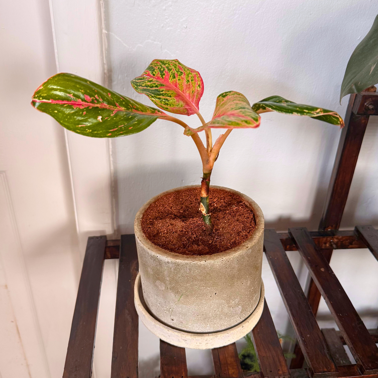 Aglaonema Sparkling Sarah – Colorful Speckled Pink & Green Plant in Charlie Pot Original 6" Soft Gray – Potted Houseplant