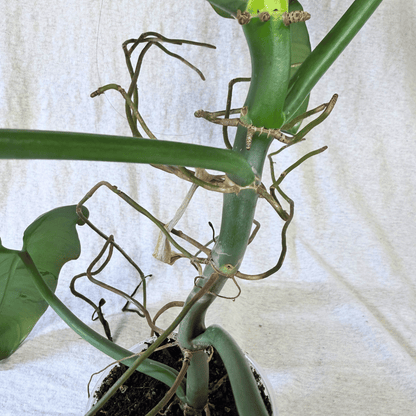 Philodendron bipennifolium 'Violin'