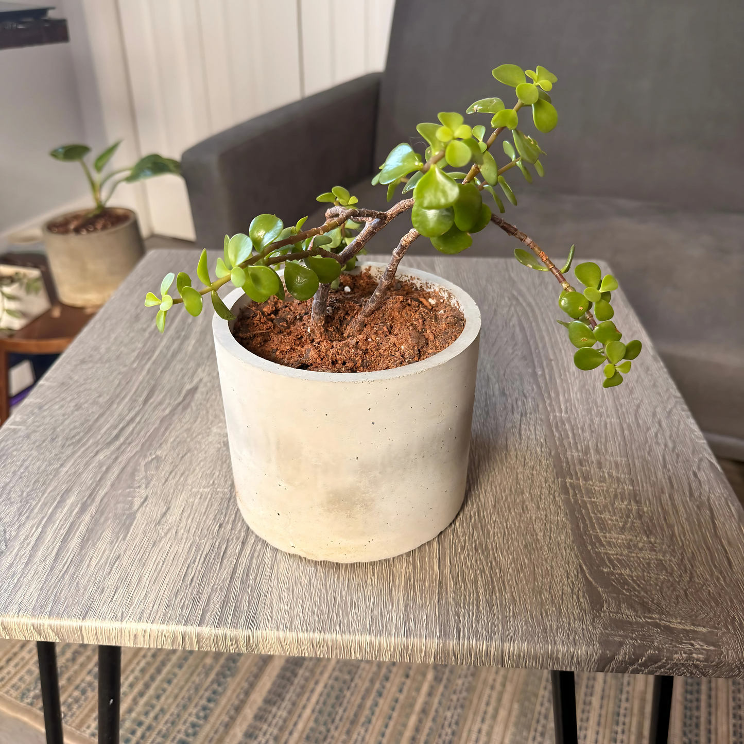 Elephant Bush – Low-Maintenance Succulent in Charlie Pot Original Soft Gray