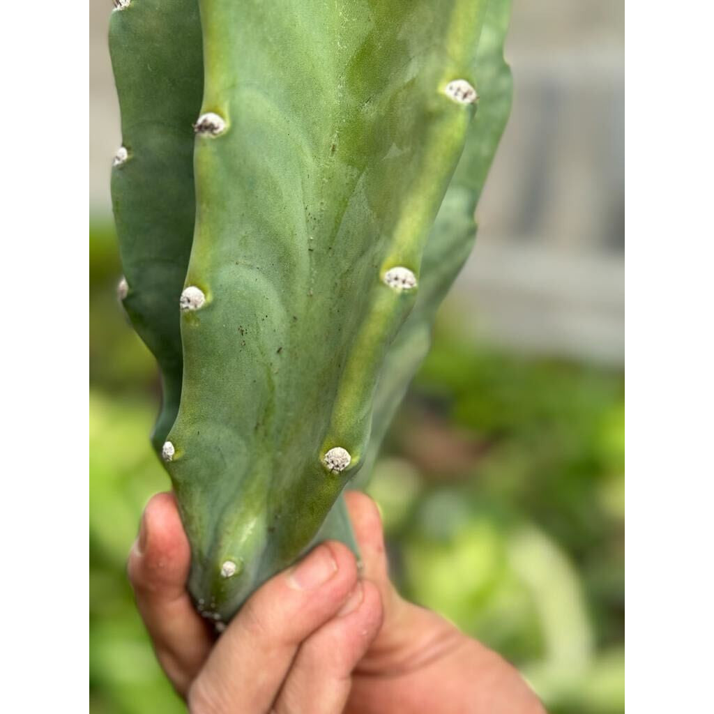 Cactus Cereus Peruvianus - 1.5 FT – Succulents and Cacti