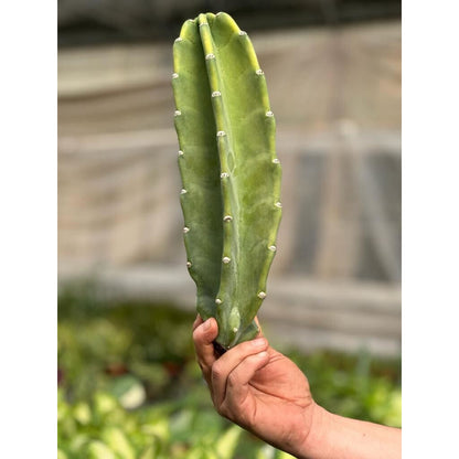 Cactus Cereus Peruvianus - 1.5 FT – Succulents and Cacti