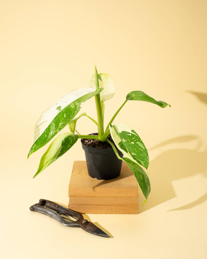 4" Philodendron 'Jose Buono Fiesta'