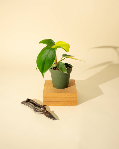 Philodendron Florida Beauty 'Sunrise' - 4" –