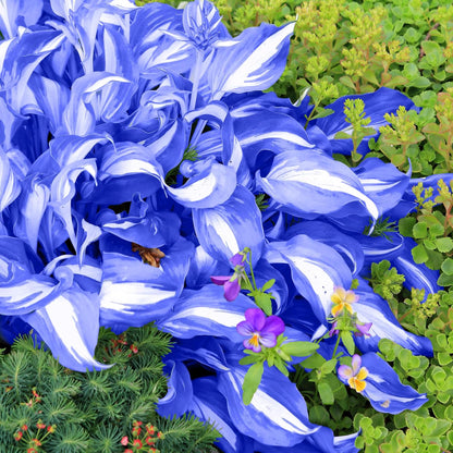 Blue Hosta Plants, Perennial Hosta Seeds for Outdoor Garden Shade, Easy to Grow And Plant