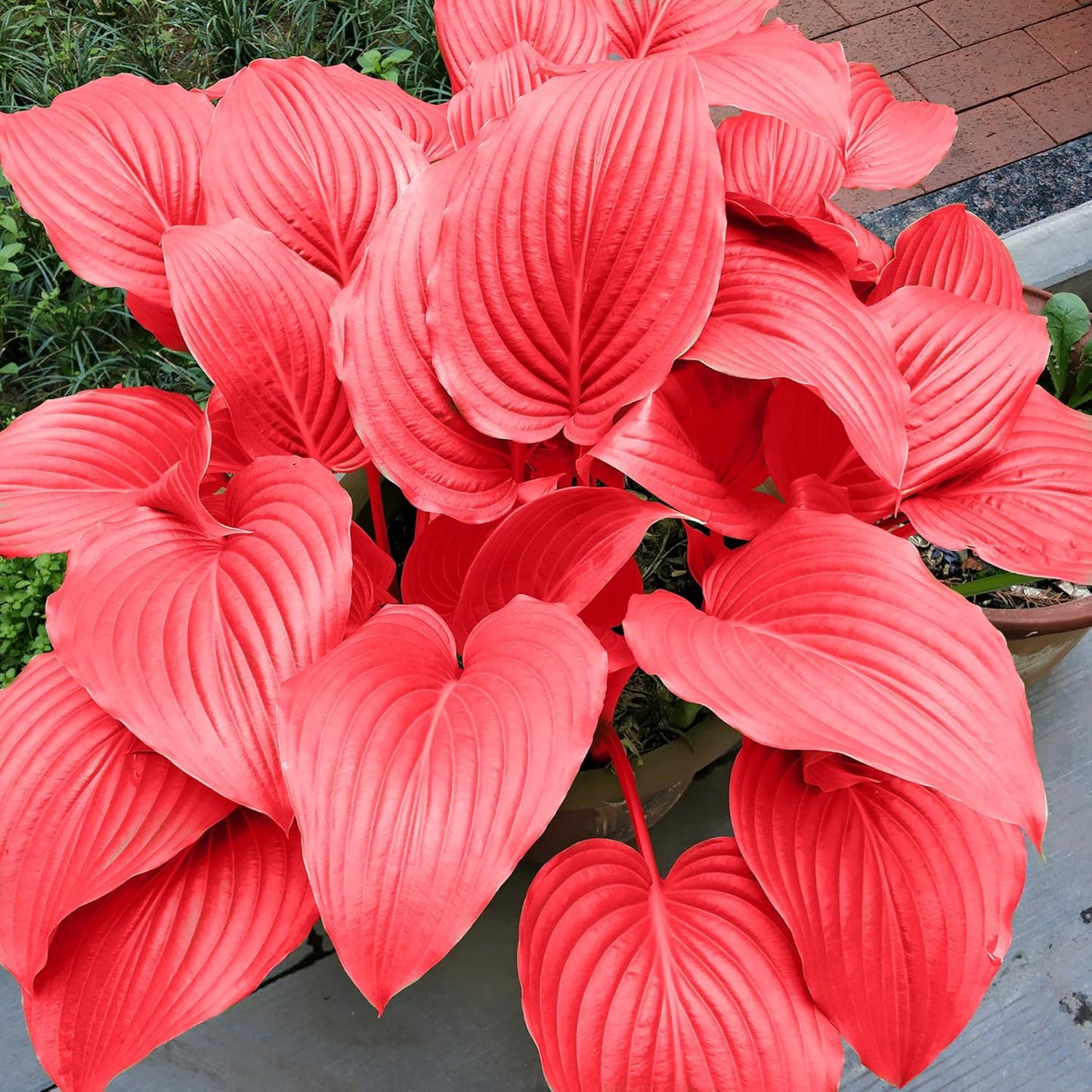 Red Hosta Seeds Ans Perennial Shade Loving Plants for Indoor And Outdoor Gardens, Pollinator Friendly And Low Maintenance