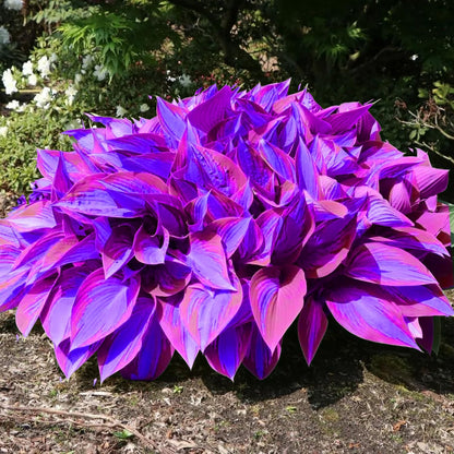 Rare Blue And Purple Hosta Seeds, Easy to Grow Perennial Shade Garden Beauties