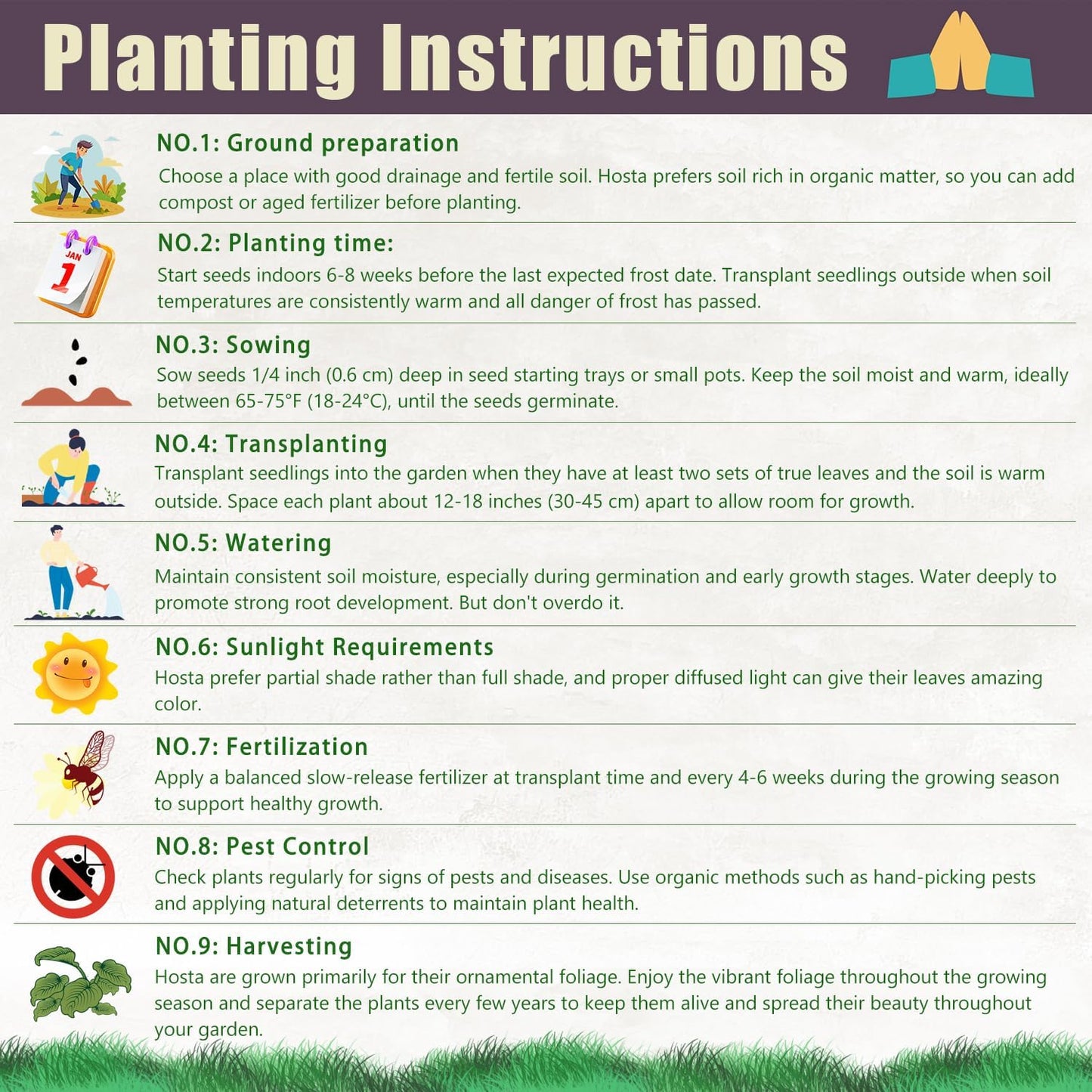 Pink Hosta Seeds Perennial Bonsai for Indoor And Outdoor Gardens, Pollinator Friendly