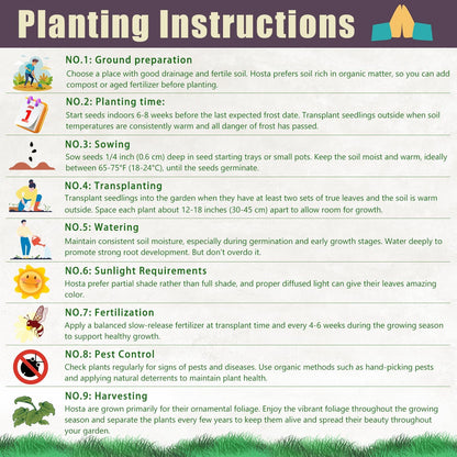 Pink Hosta Seeds Perennial Bonsai for Indoor And Outdoor Gardens, Pollinator Friendly