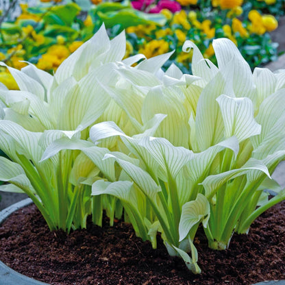 White Feather Hosta Seeds – Plantaginea Fragrant Shade Garden Variety