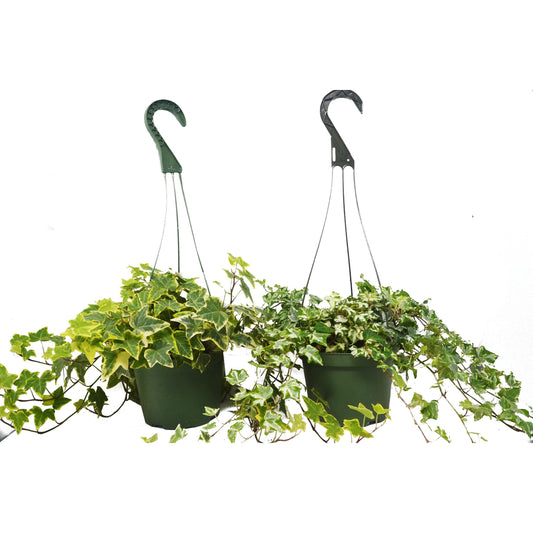 2 English Ivy Variety Pack - FREE Care Guide - 6" Hanging Pot – 6" Pot 6" Plant (2pk/$4.5) ($15 Ship/63oz)