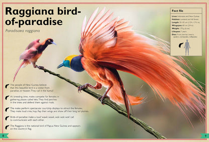 The Magnificent Book of Birds – Hardcover