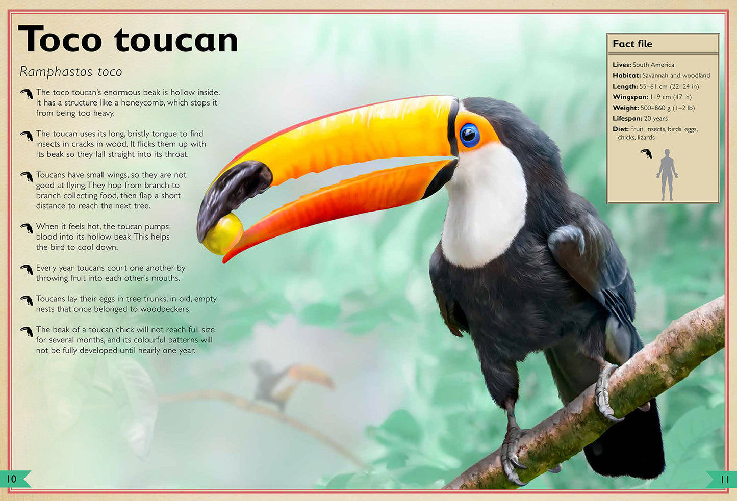The Magnificent Book of Birds – Hardcover