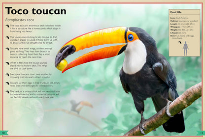 The Magnificent Book of Birds – Hardcover