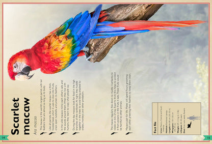 The Magnificent Book of Birds – Hardcover