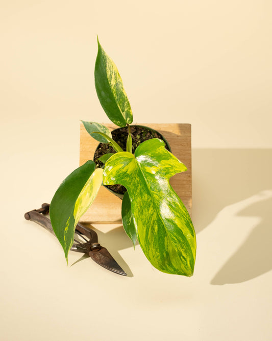 Philodendron Florida Beauty 'Sunrise' - 4" –