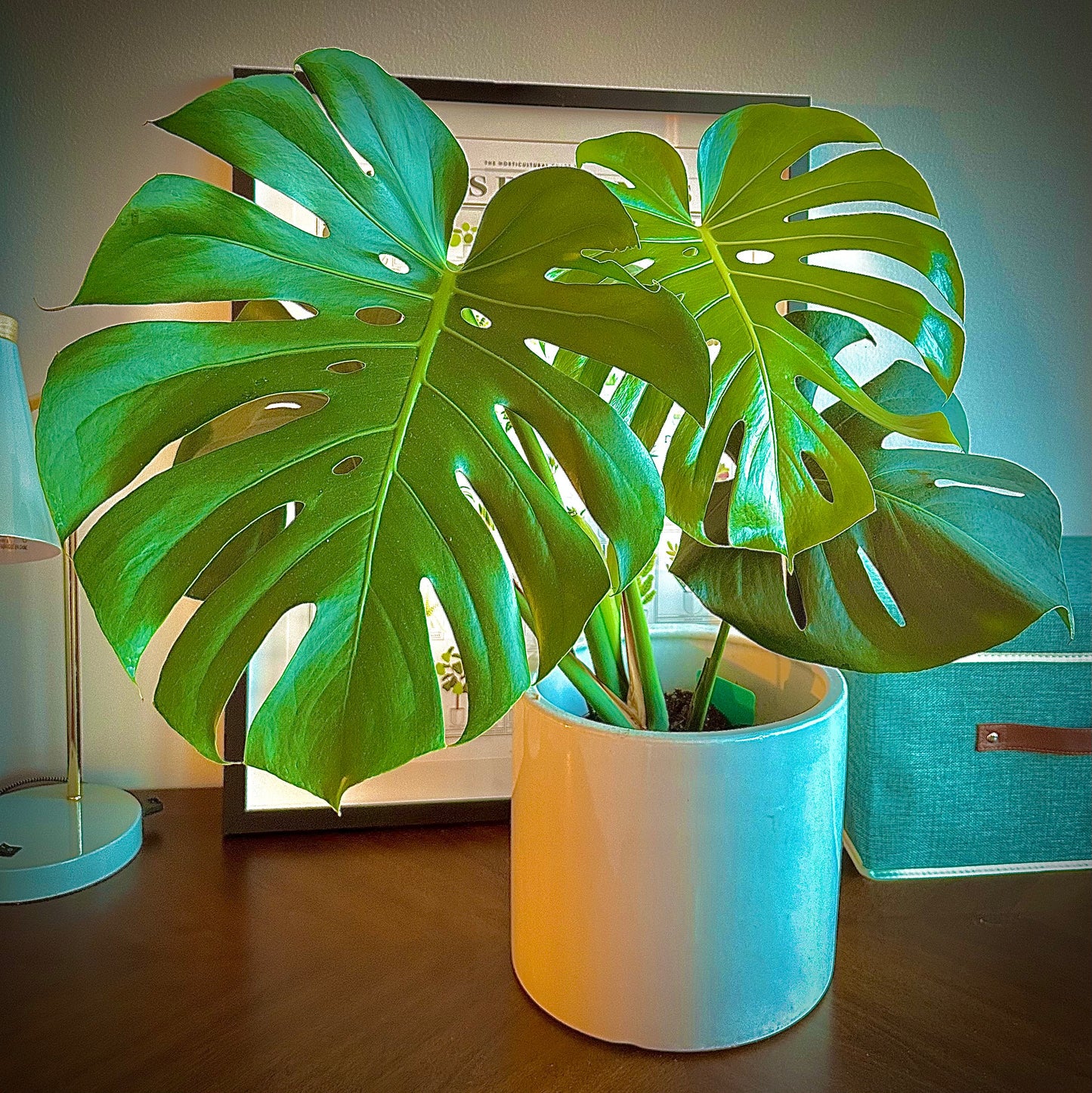 Monstera deliciosa (Swiss Cheese Plant)