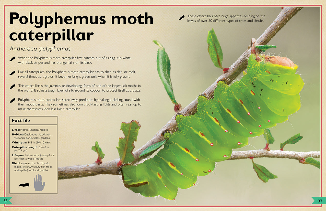 The Magnificent Book of Butterflies & Moths – Hardcover