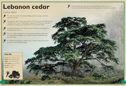 The Magnificent Book of Trees – Hardcover