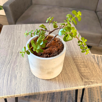 Elephant Bush – Low-Maintenance Succulent in Charlie Pot Original Soft Gray