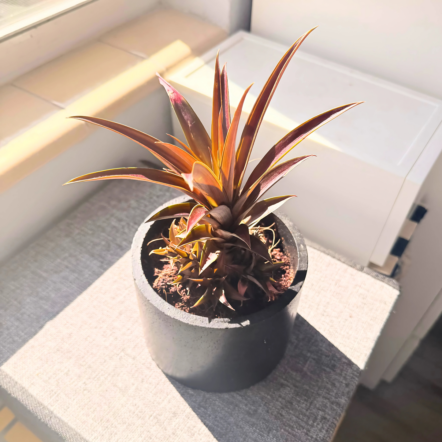 Cryptanthus Earth Star – Bronze-Red Foliage in Charlie Pot Original 6" Black