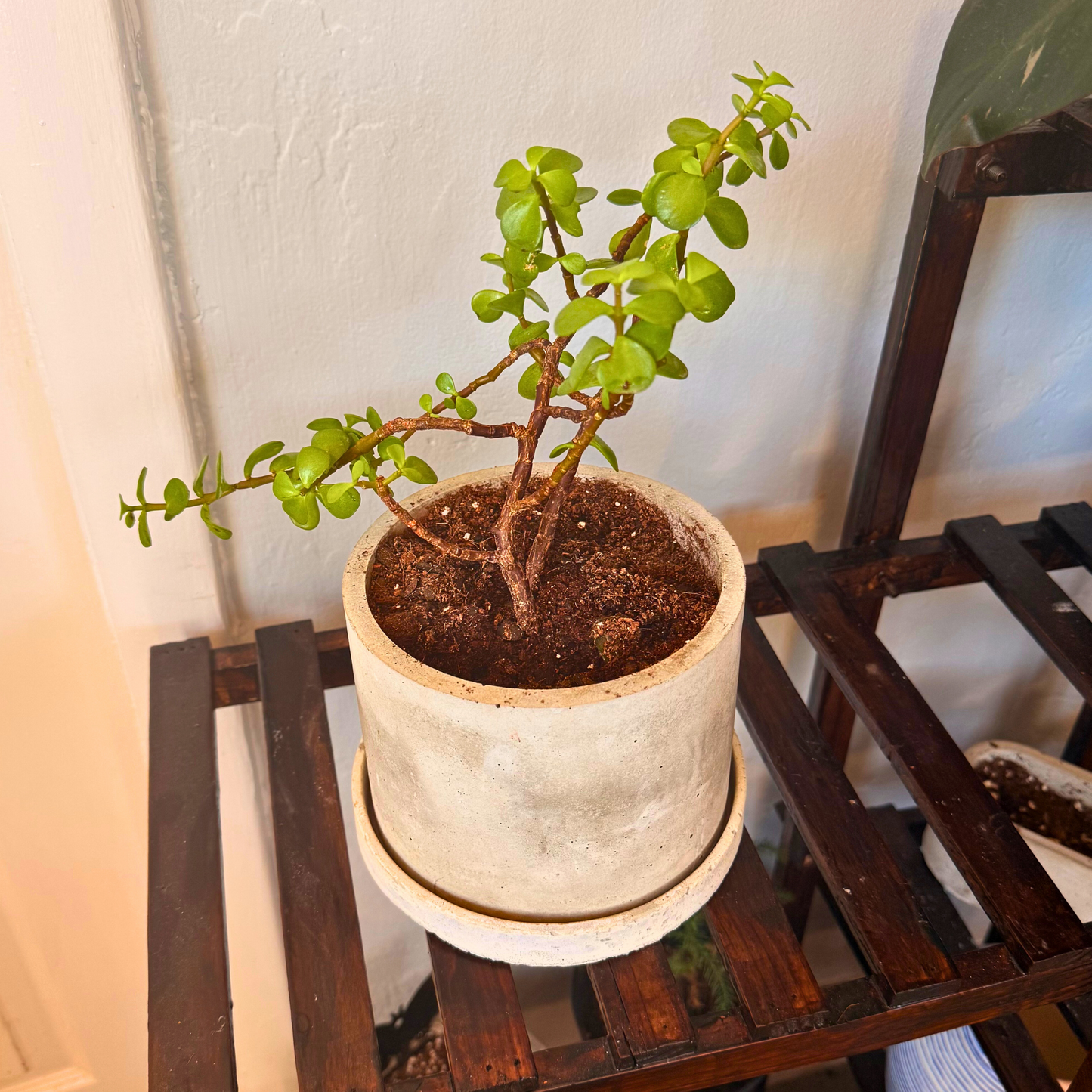 Elephant Bush – Low-Maintenance Succulent in Charlie Pot Original Soft Gray