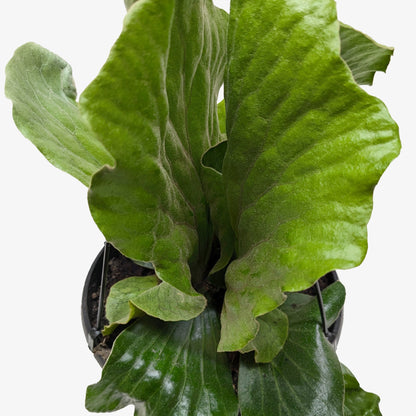 Fern 'Elephant' – 6" Plant