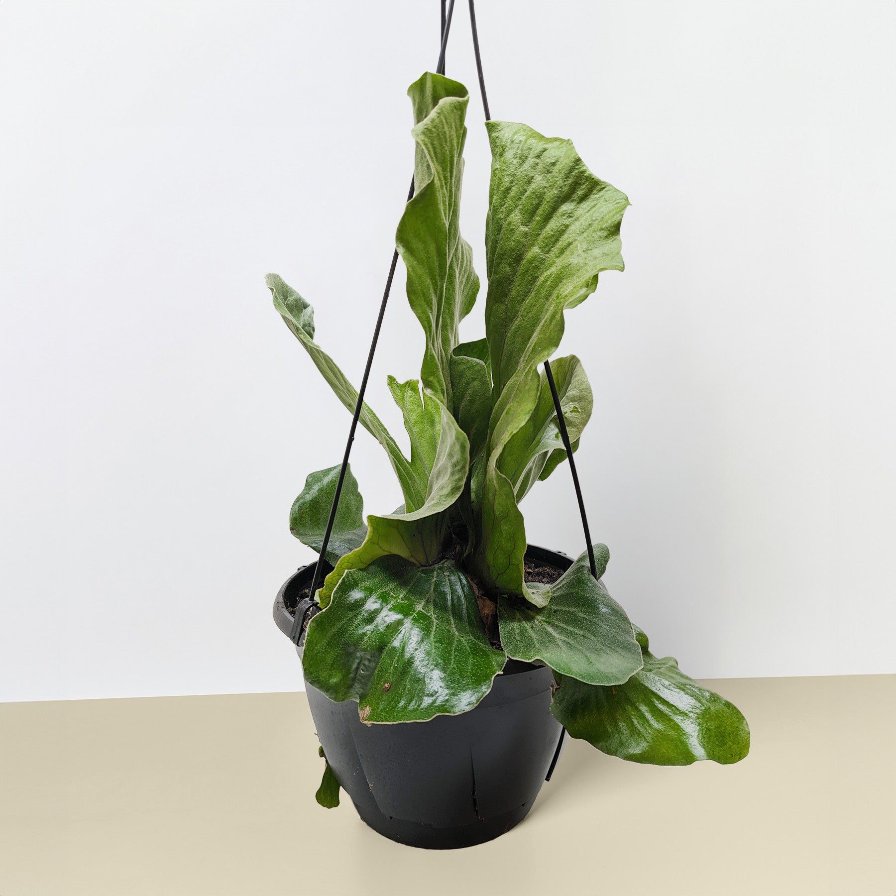 Fern 'Elephant' – 8" Pot 6" Plant