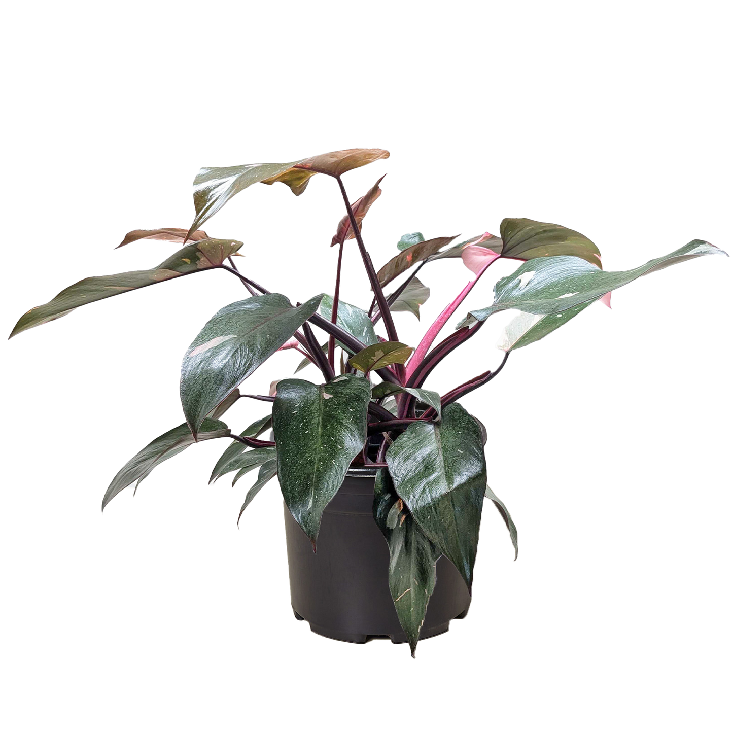 Pink Princess Philodendron – Rare Variegated Indoor Plant