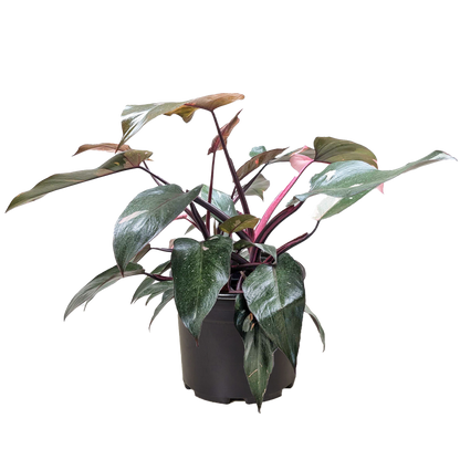 Pink Princess Philodendron – Rare Variegated Indoor Plant