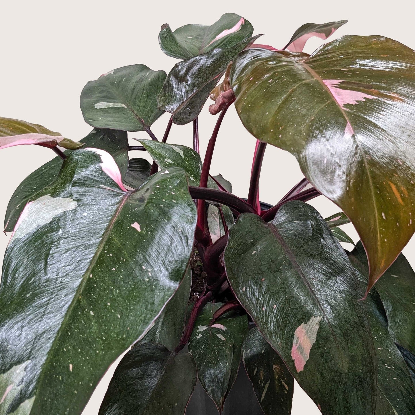 Pink Princess Philodendron – Rare Variegated Indoor Plant