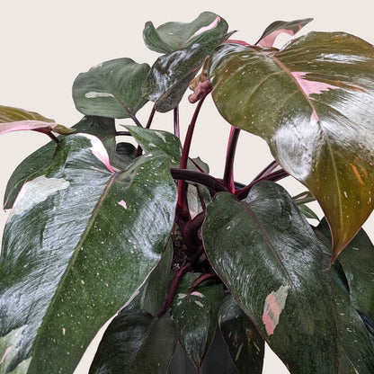 Pink Princess Philodendron – Rare Variegated Indoor Plant