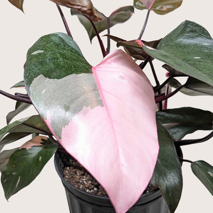Pink Princess Philodendron – Rare Variegated Indoor Plant