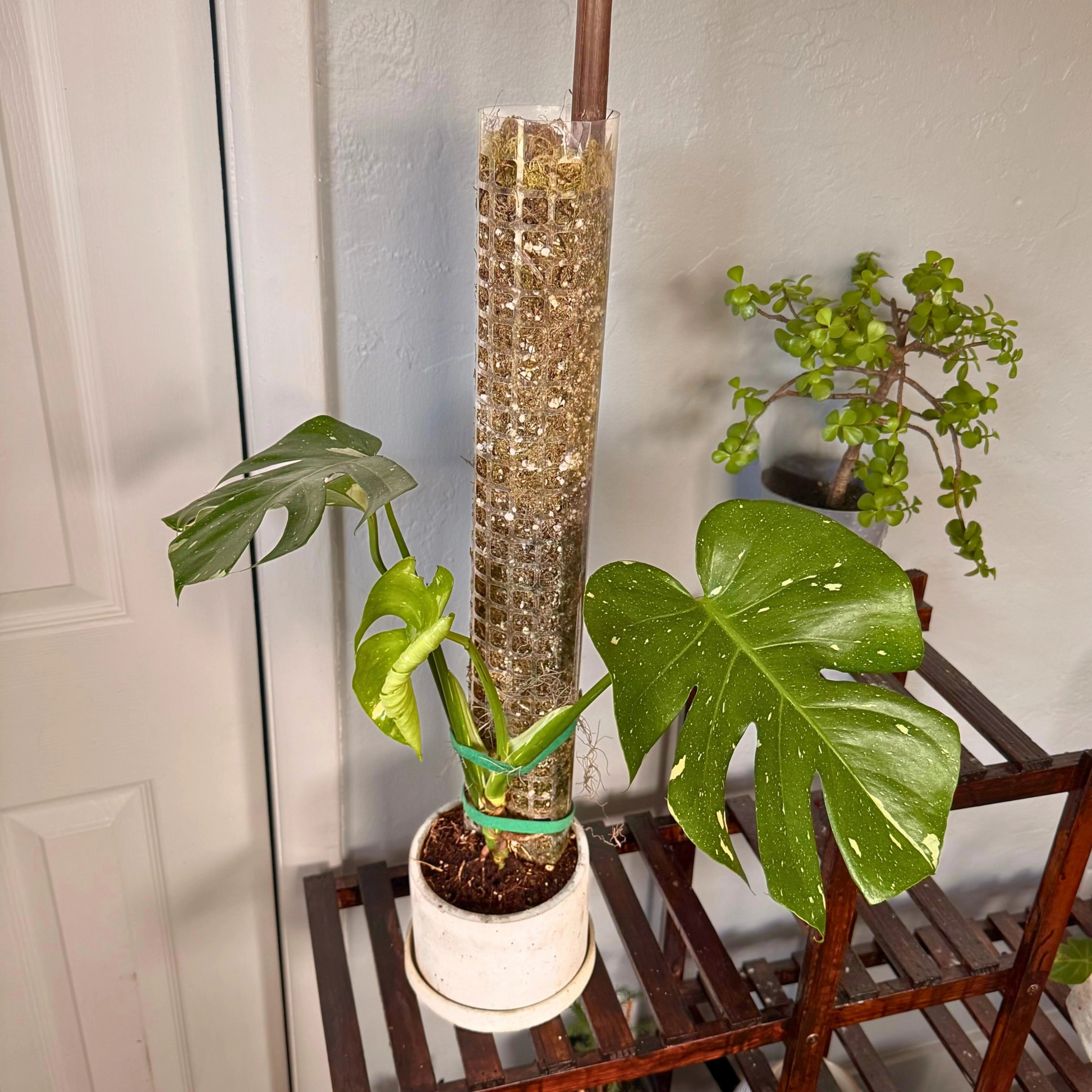 Monstera Thai Constellation – Rare Variegated Statement Plant in Charlie Pot with Grow Pole – Potted Houseplant