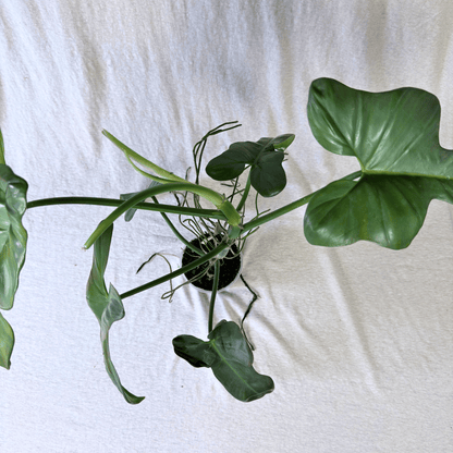 Philodendron bipennifolium 'Violin'