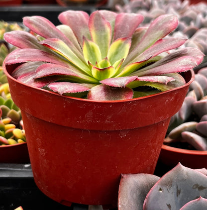 Aeonium Mardi Gras –