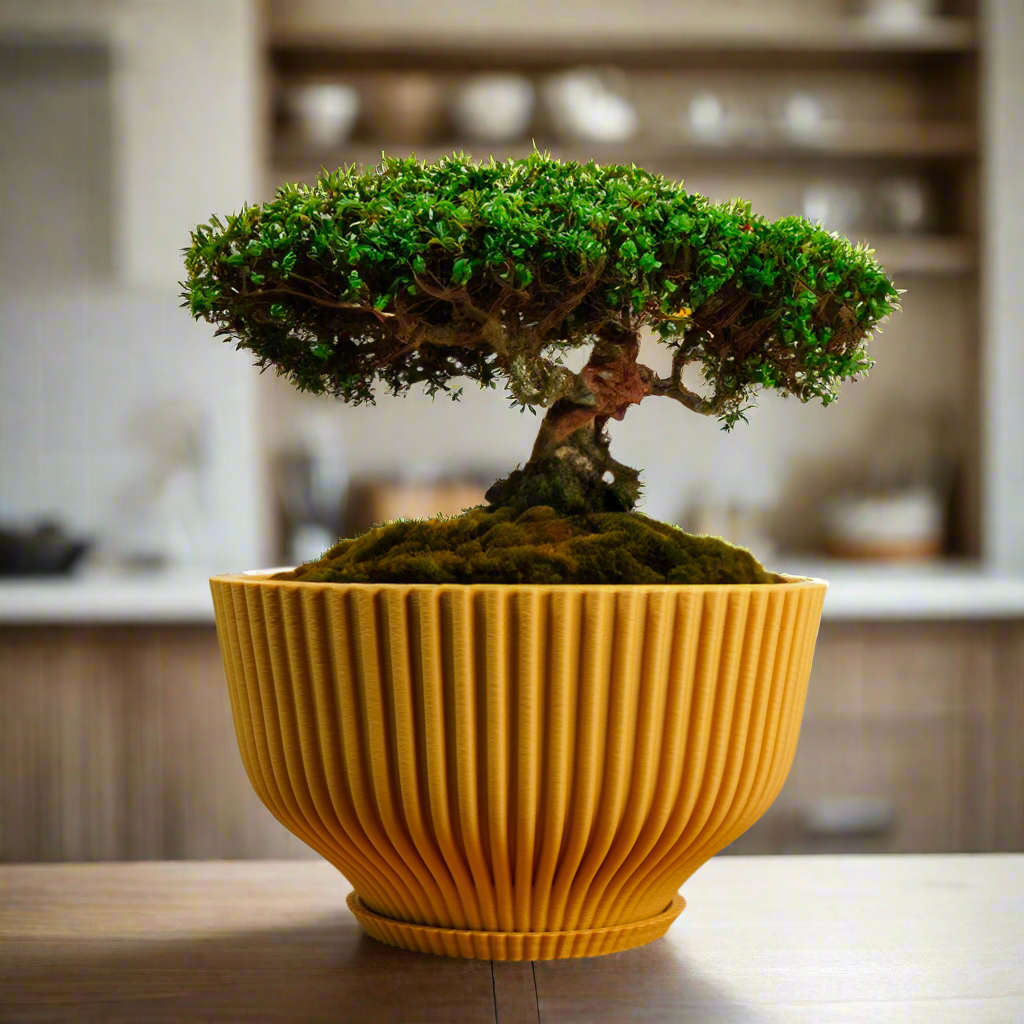 Bonsai Pot with Drainage & Tray