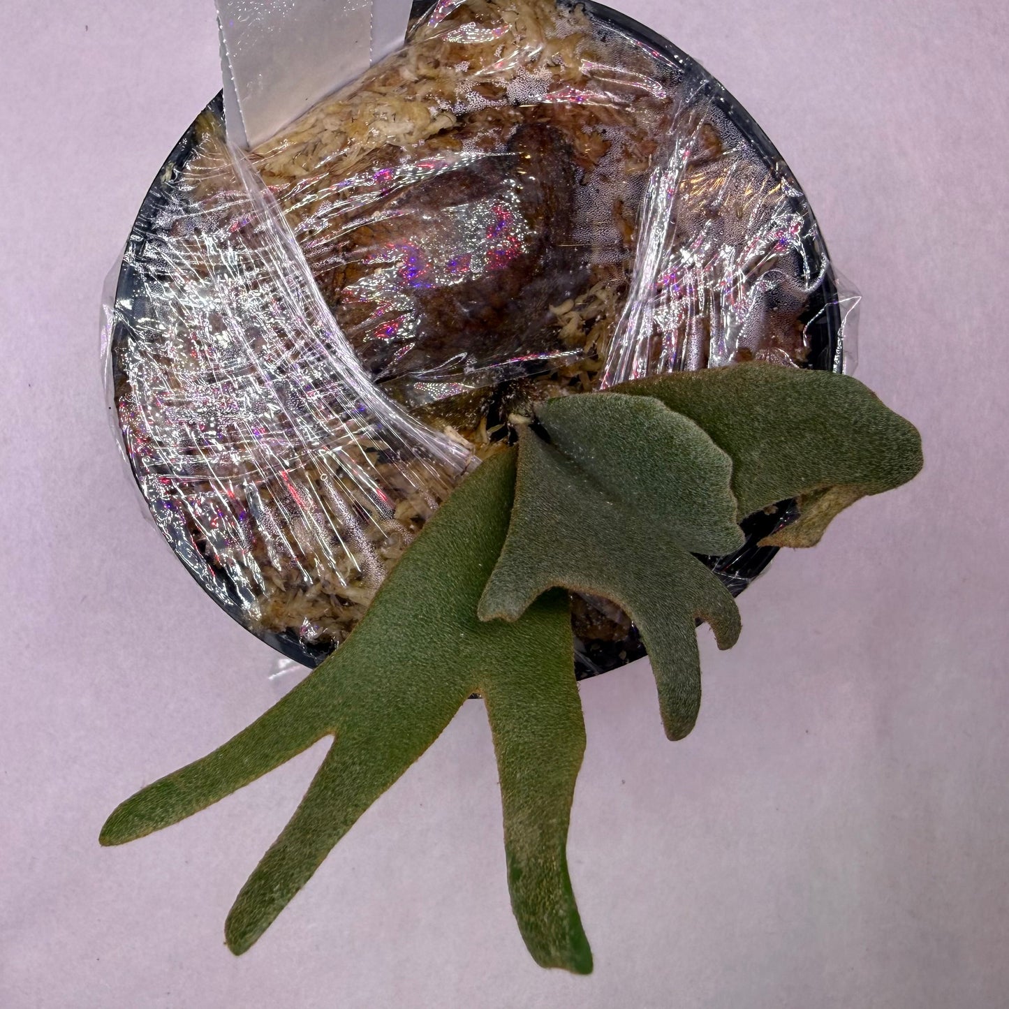 Platycerium Willinckii Lucky Girl spore ‘Dwarf Select’