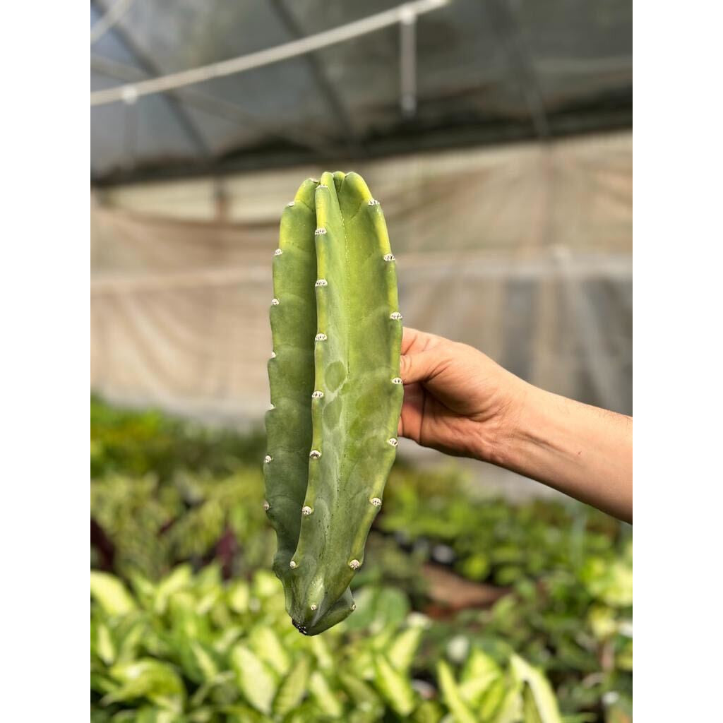Cactus Cereus Peruvianus - 1.5 FT – Succulents and Cacti
