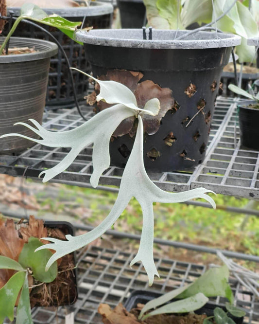 Platycerium Willinckii One Piece spore ‘Dwarf Select’