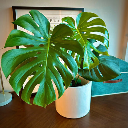 Monstera deliciosa (Swiss Cheese Plant)