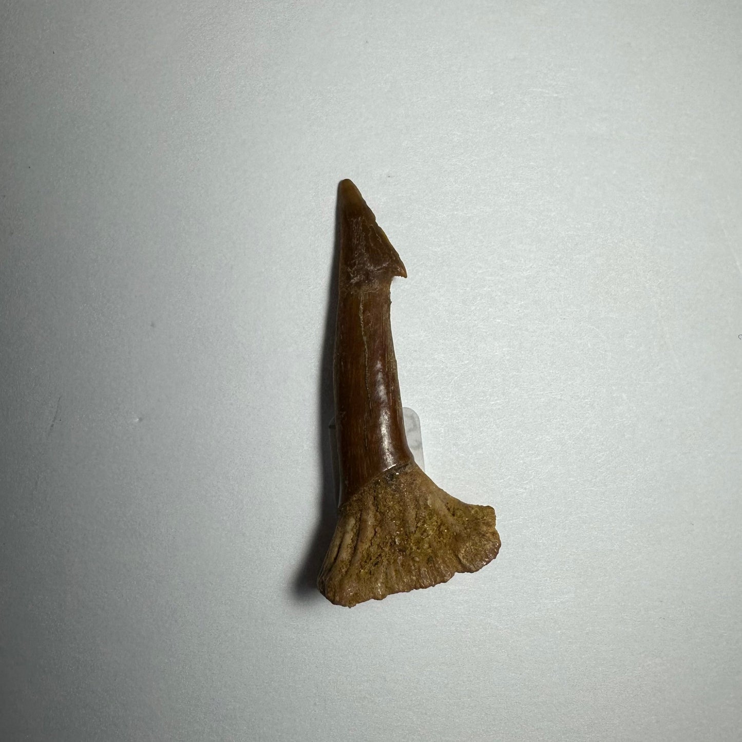 Onchopristis Barb/Tooth (SM) from Morocco